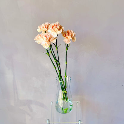 Clavel Salmón