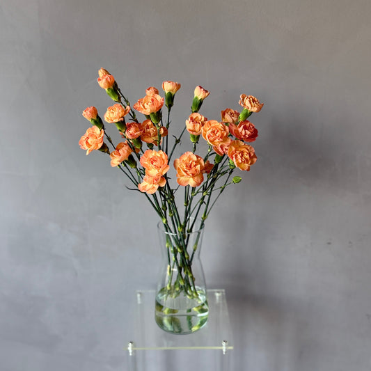 Mini Clavel Durazno