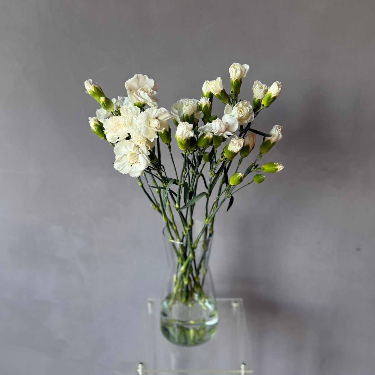 Mini Clavel Blanco
