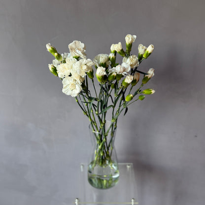 Mini Clavel Blanco