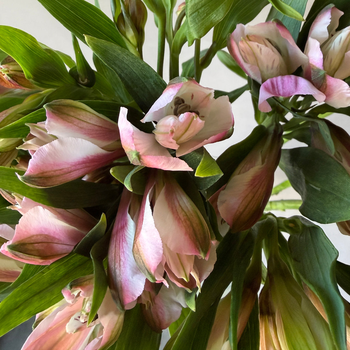 Alstromeria Antique Pink