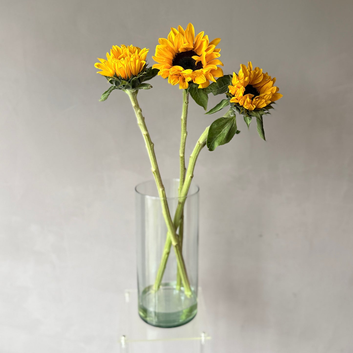 Girasol Amarillo