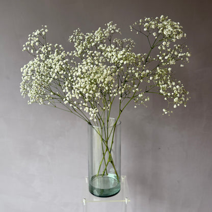 Gypsophila Blanca Premium Select