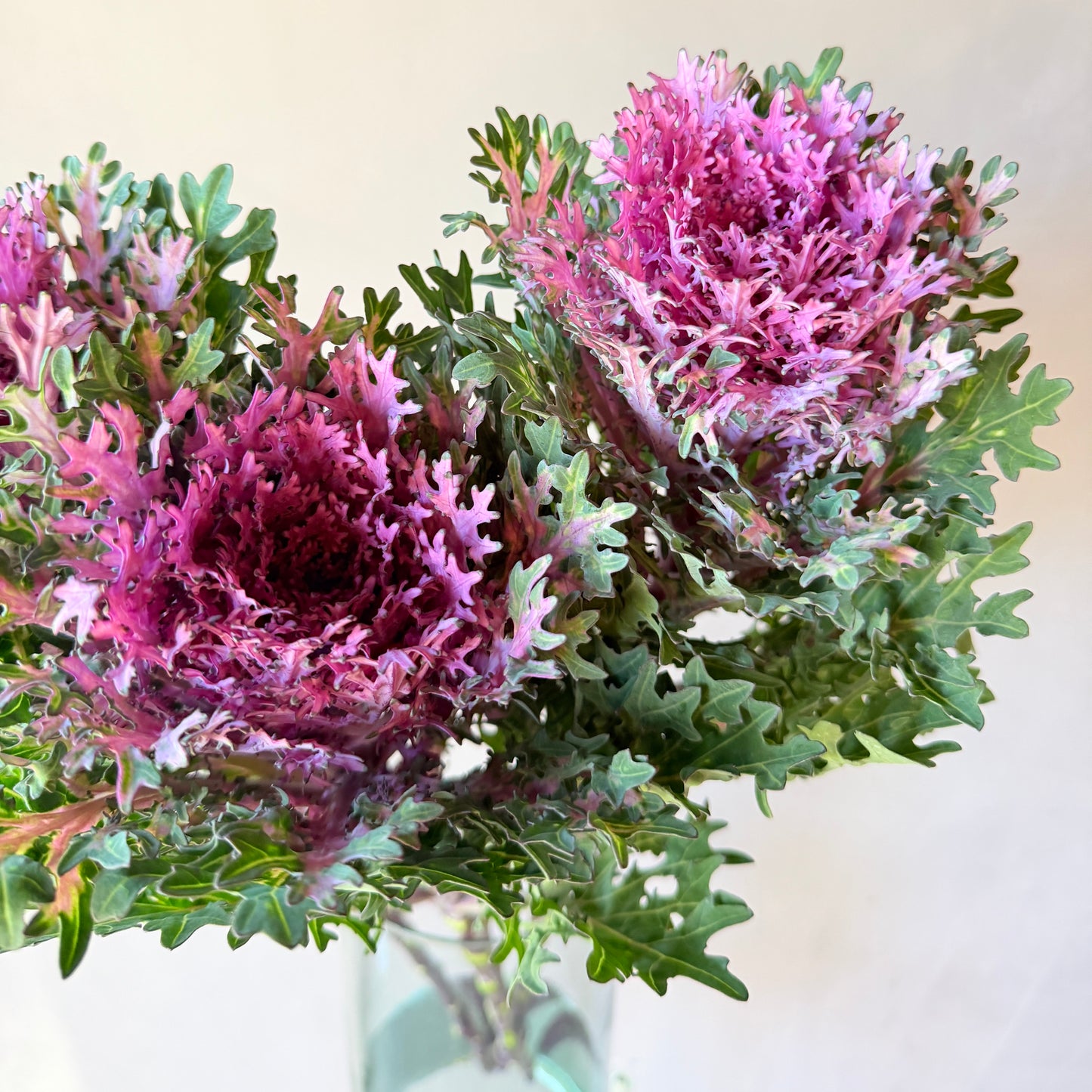 Brassica Morada