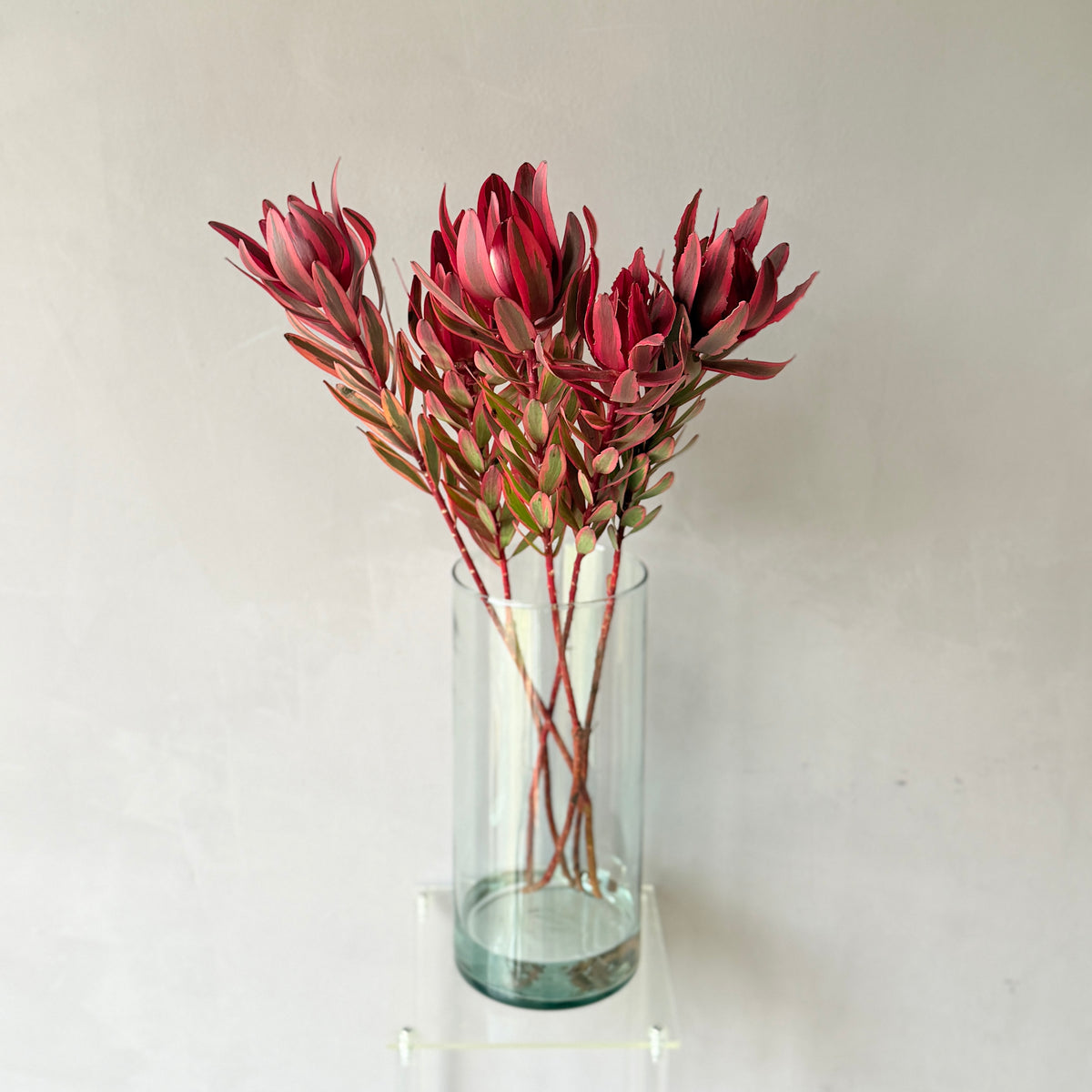 Leucadendron Safari Sunset