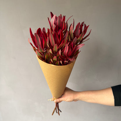 Leucadendron Safari Sunset