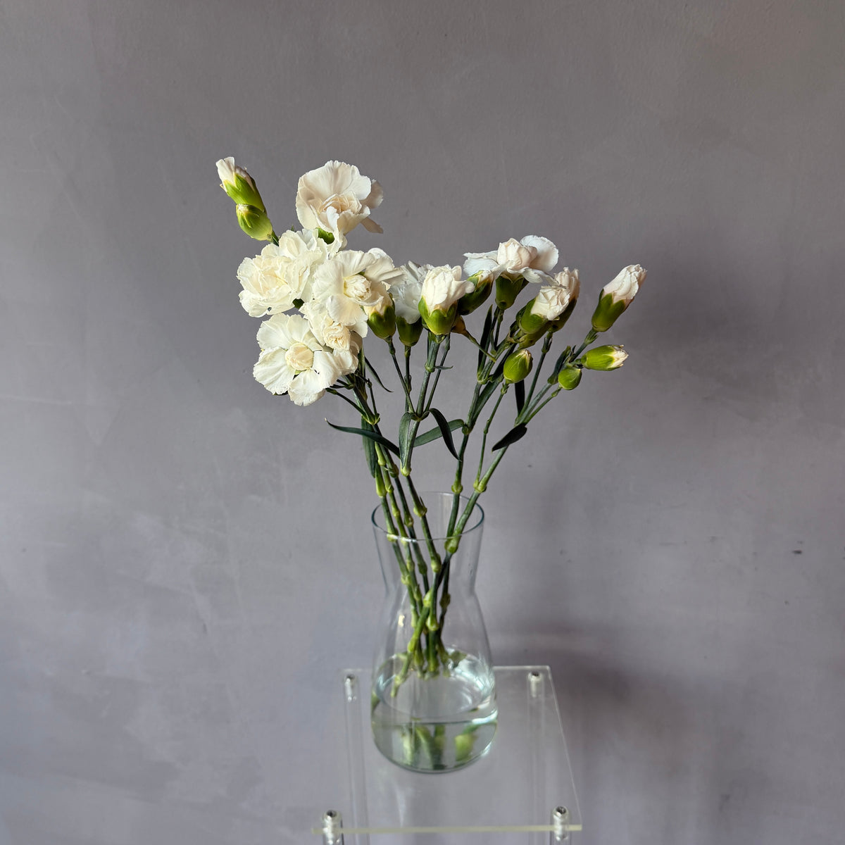 Mini Clavel Blanco