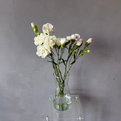 Mini Clavel Blanco