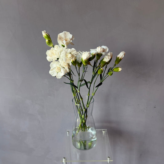 Mini Clavel Blanco
