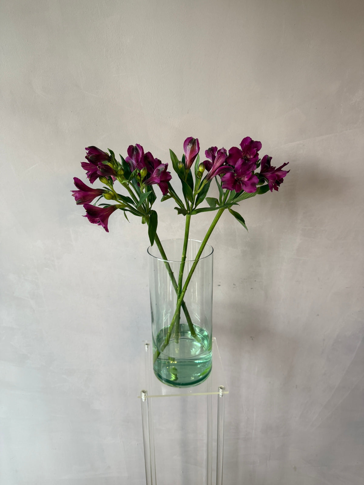 Alstroemeria morada
