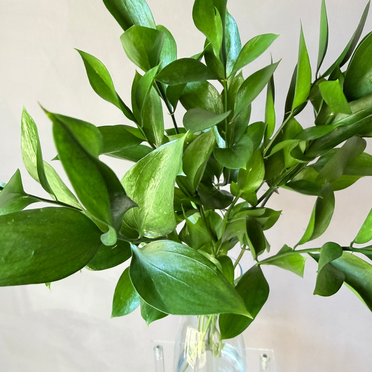 Ruscus