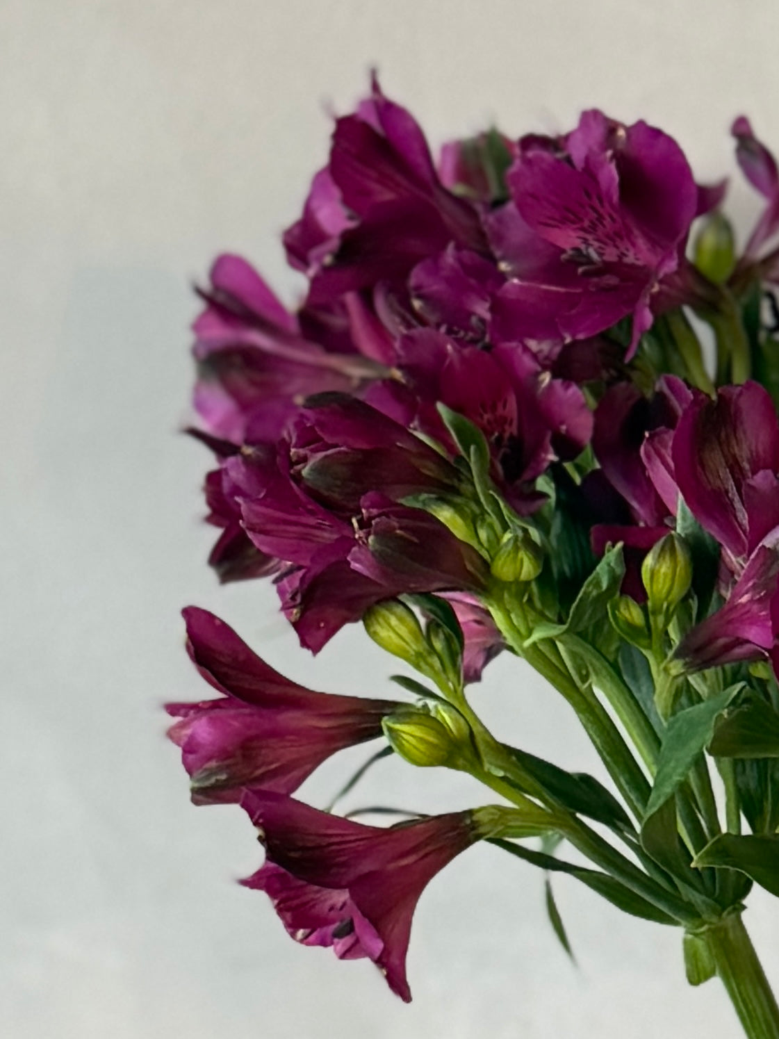 Alstroemeria morada