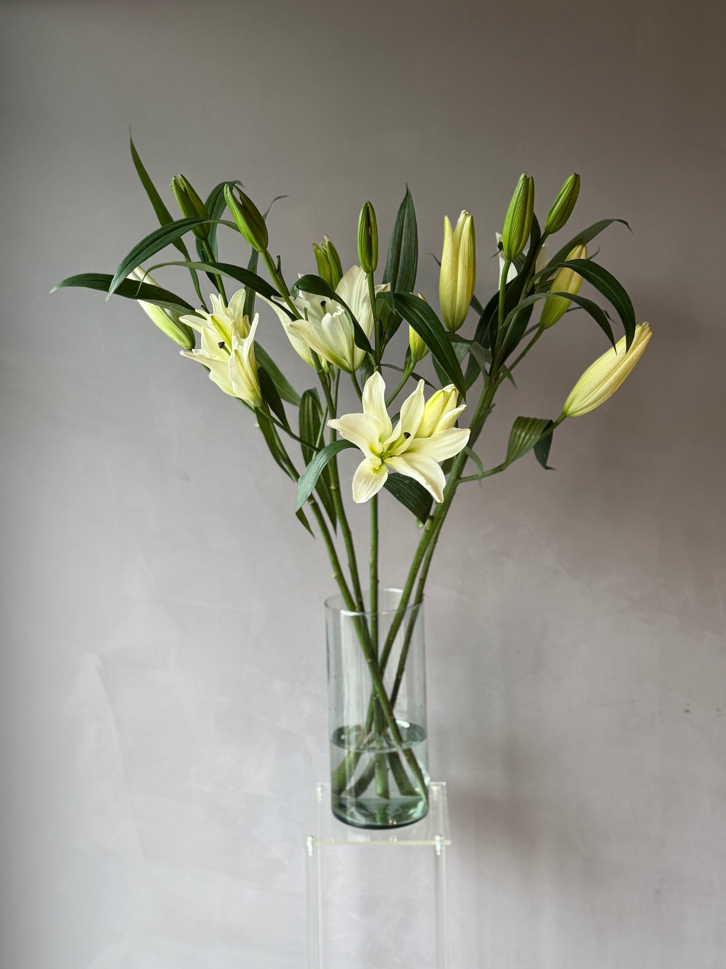 Lilium Oriental Blanco