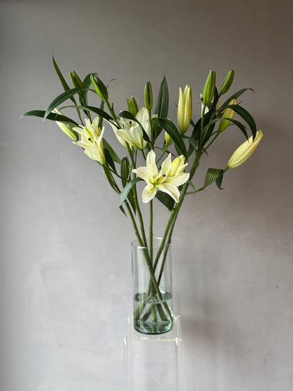 Lilium Oriental Blanco