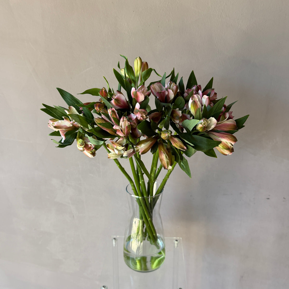 Alstromeria Antique Pink