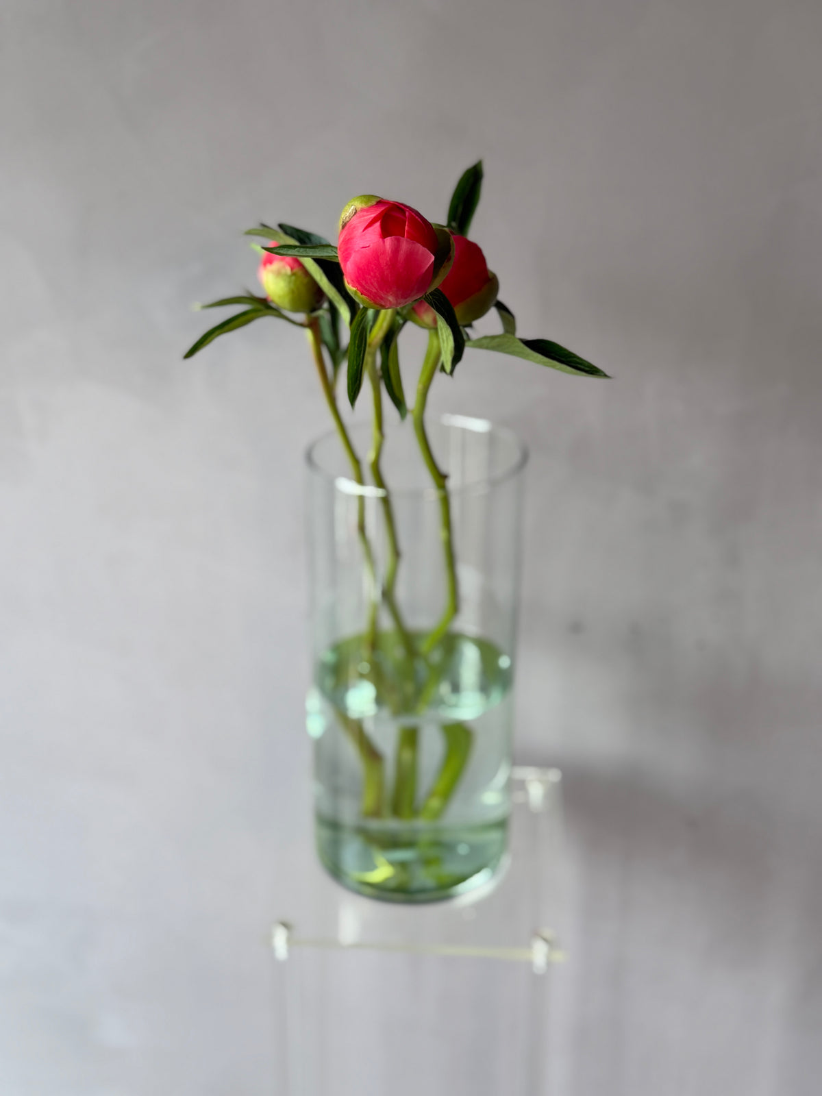 Peonias Red Charm