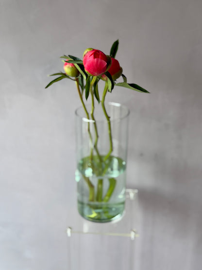 Peonias Red Charm