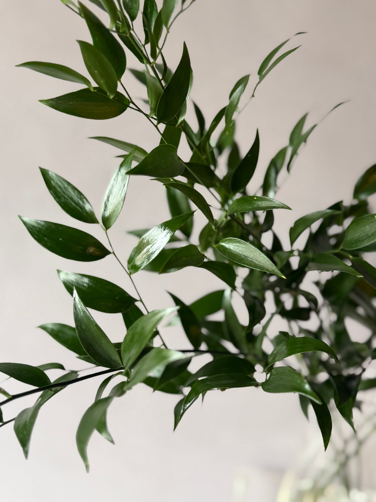Ruscus italiano