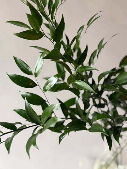 Ruscus italiano