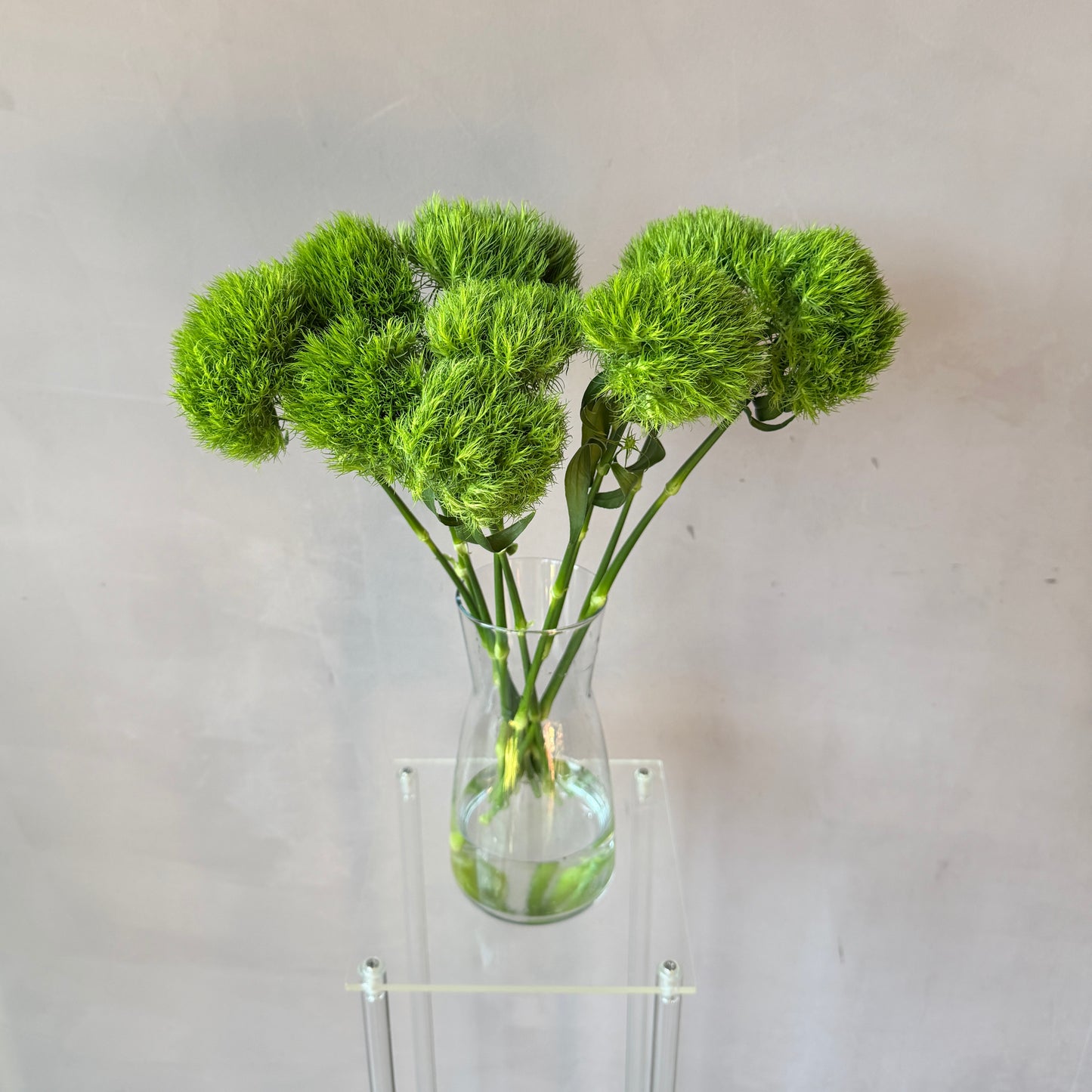 Dianthus Green Ball