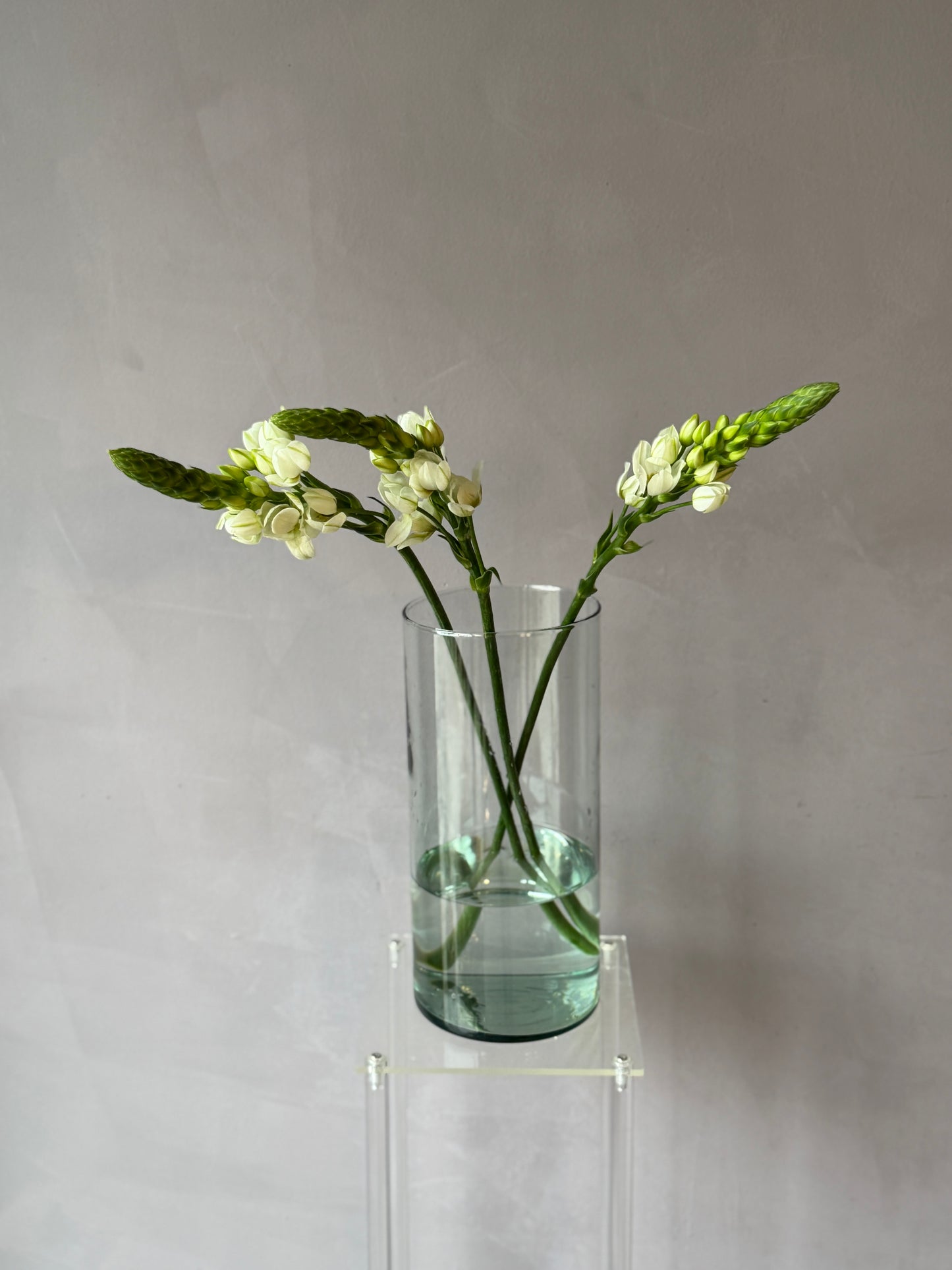 Ornithogalum