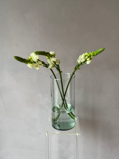 Ornithogalum