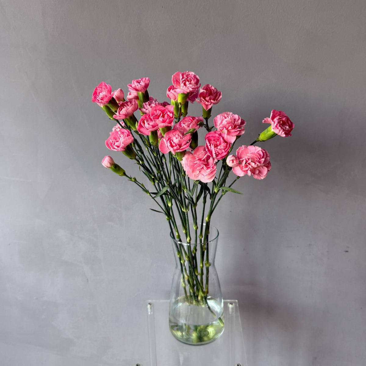 Mini Clavel Rosado