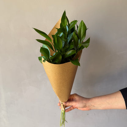 Ruscus