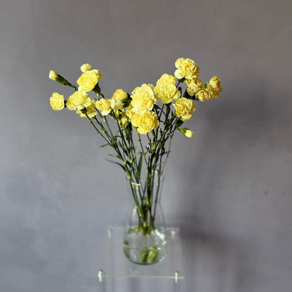 Mini Clavel Amarillo