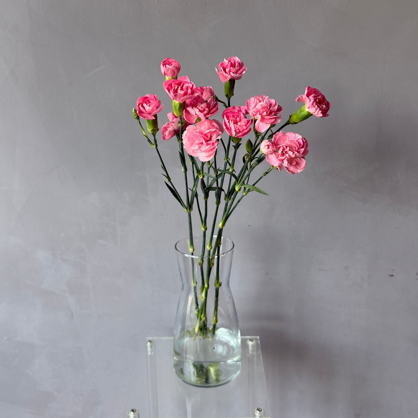 Mini Clavel Rosado