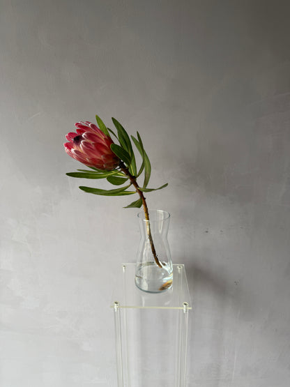 Protea Pink Ice