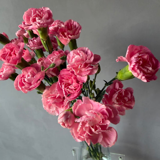 Mini Clavel Rosado