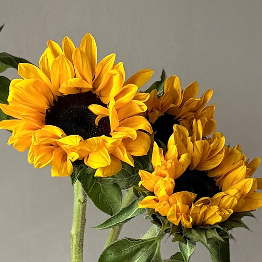 Girasol Amarillo