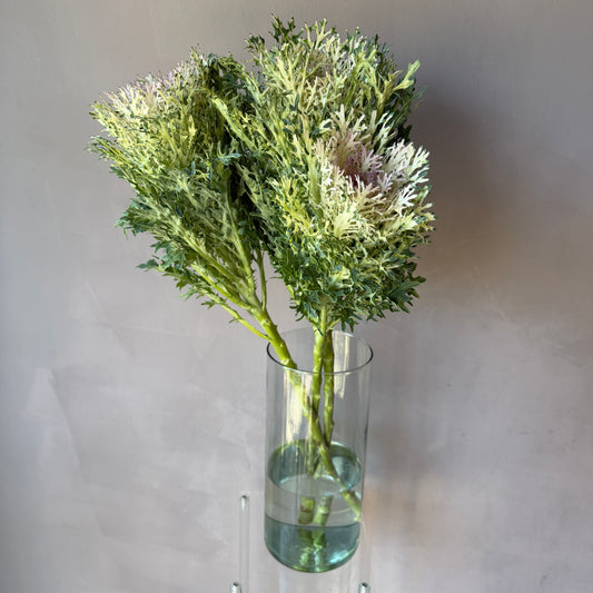 Brassica Rosada