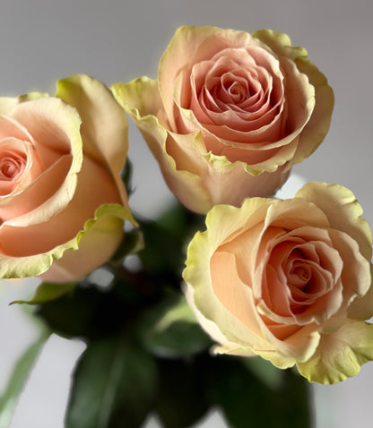 Rosas Rosadas variedad Pink Mundial
