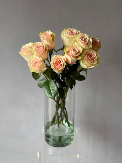 Rosas Rosadas variedad Pink Mundial
