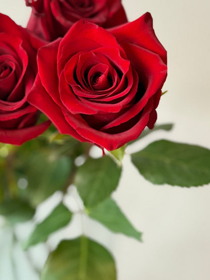 Rosas Rojas variedad Freedom