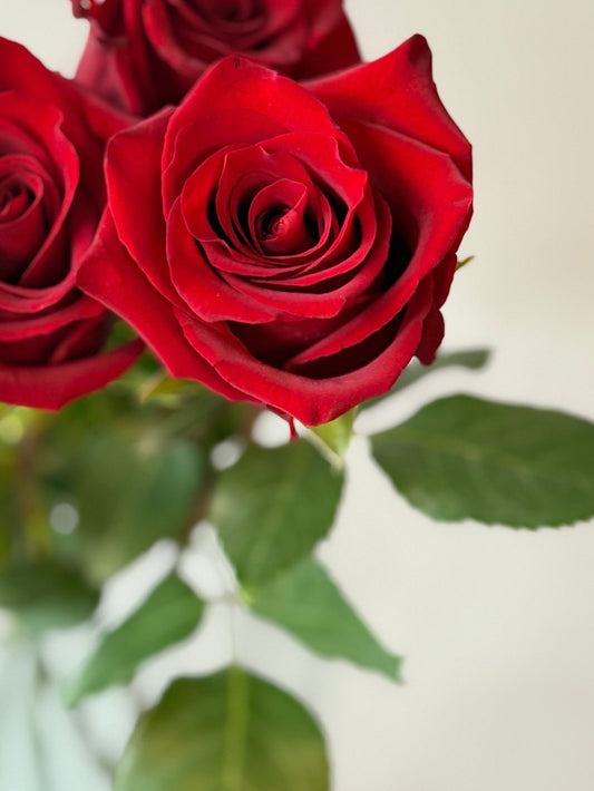 Rosas Rojas variedad Freedom