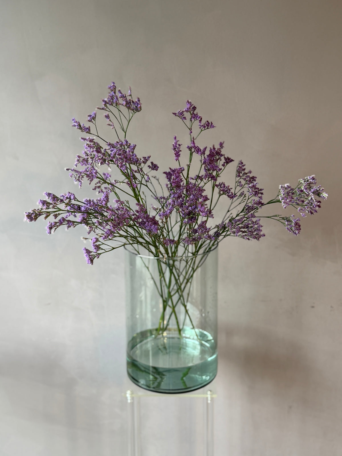 Limonium morado