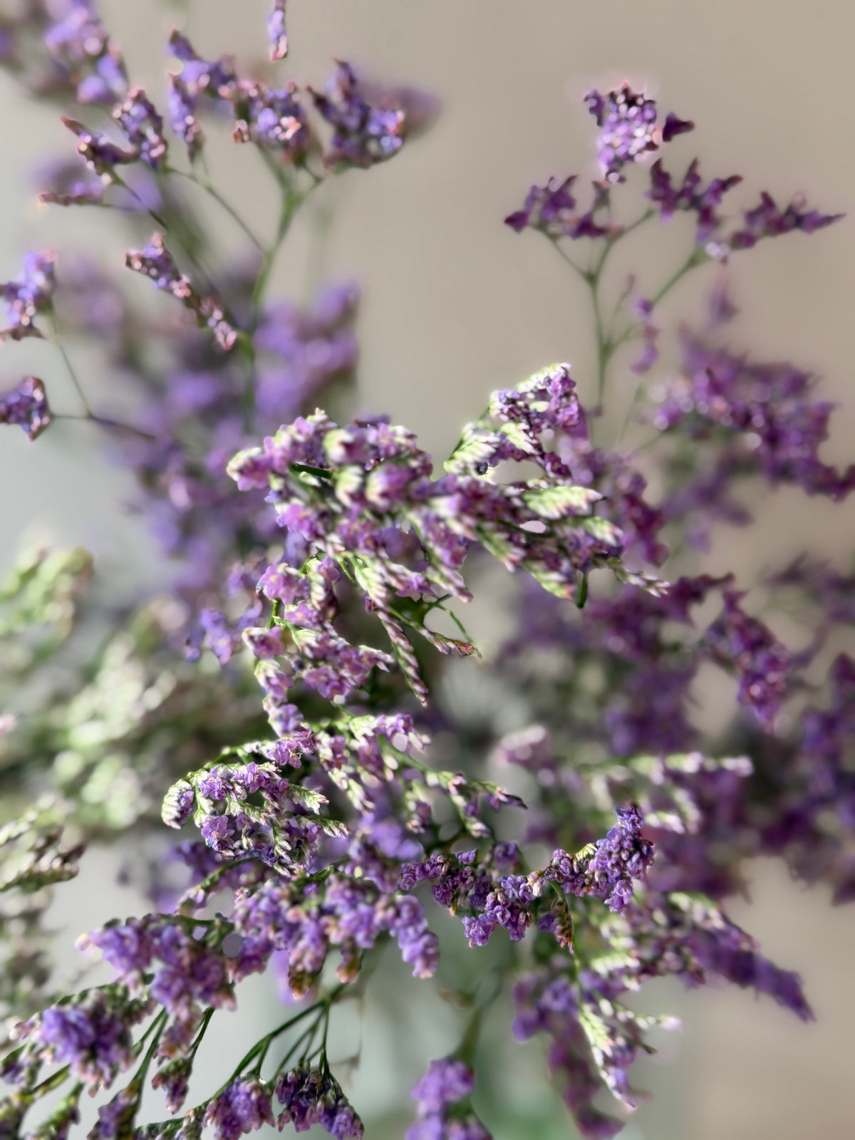 Limonium morado