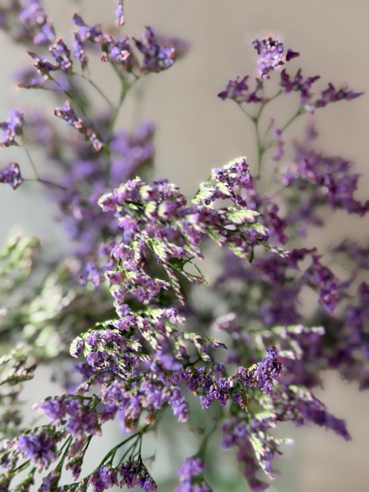 Limonium morado