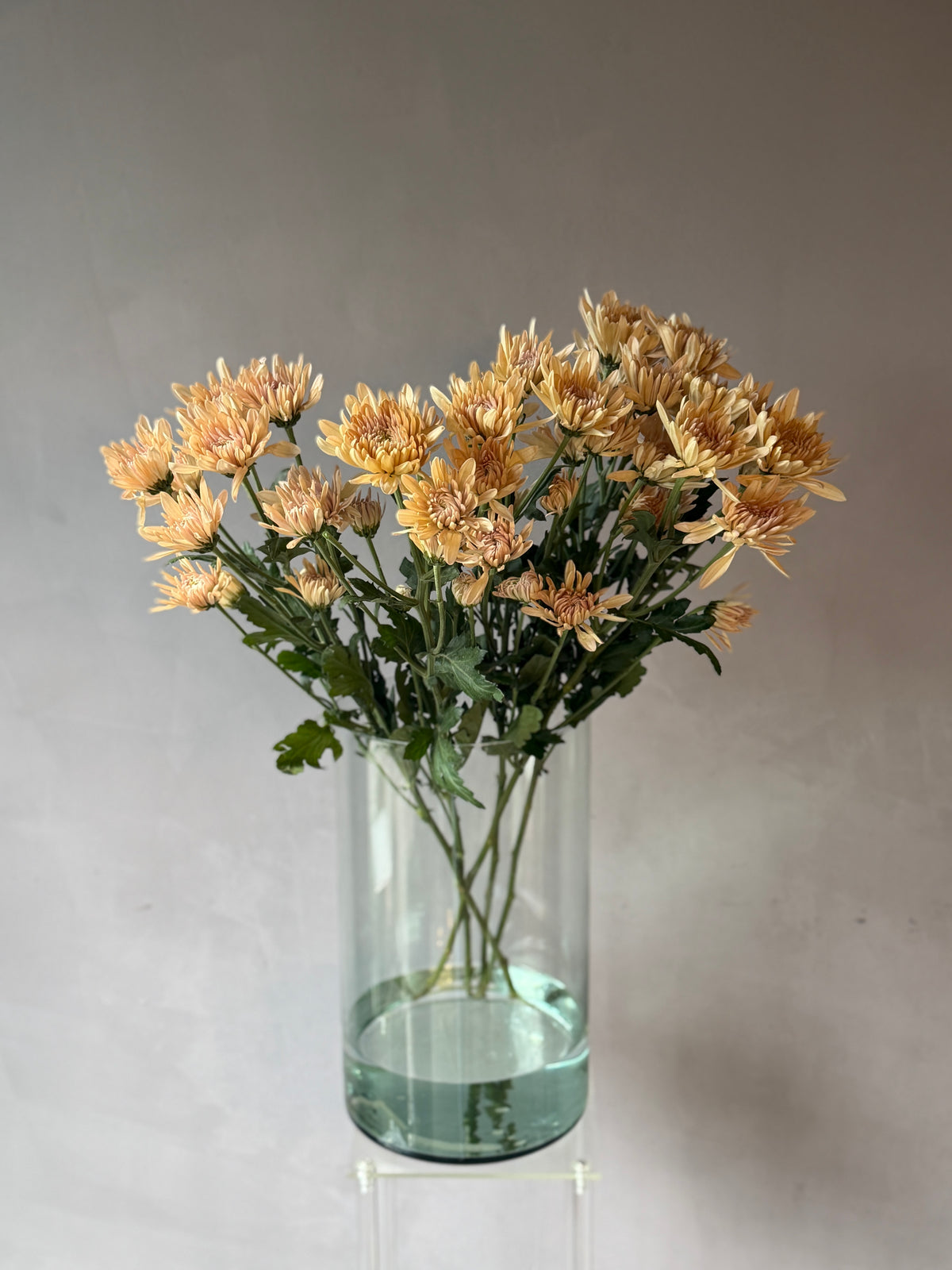 Crisantemo Beige