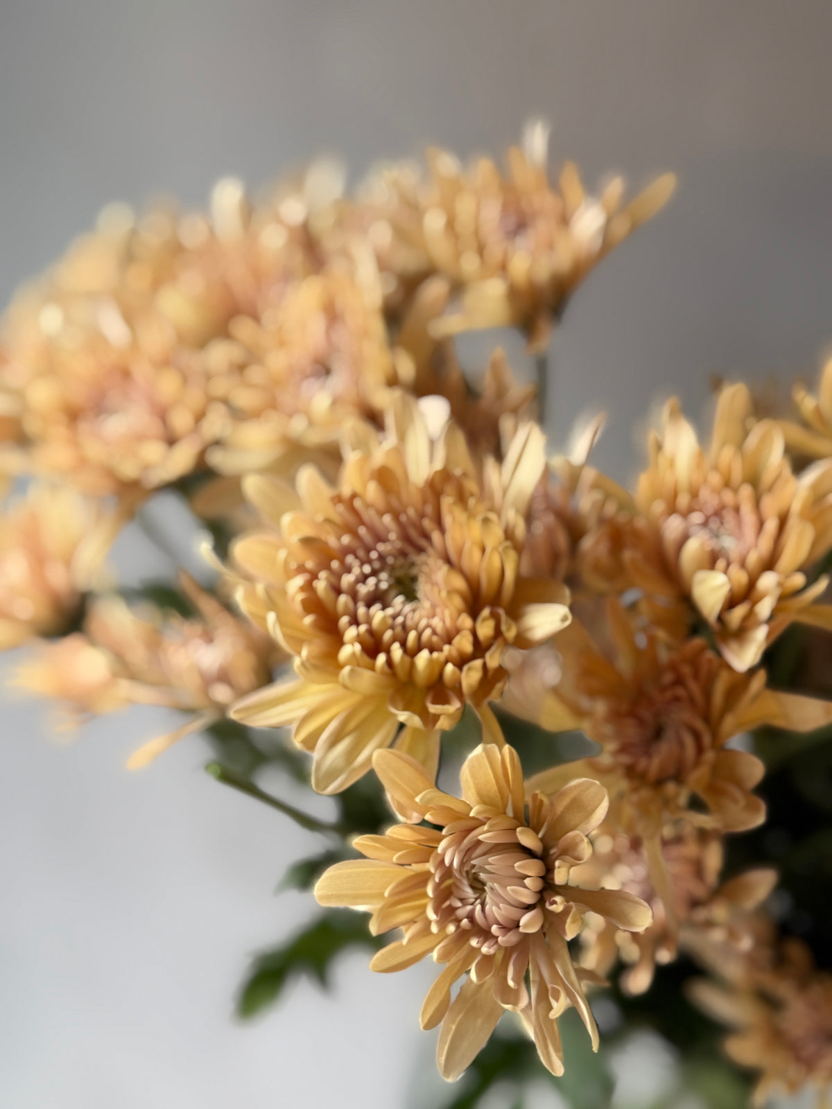 Crisantemo Beige