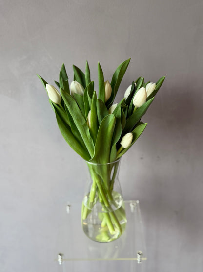 Tulipanes blancos