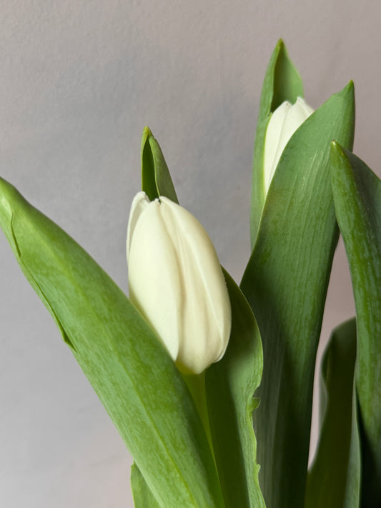 Tulipanes blancos