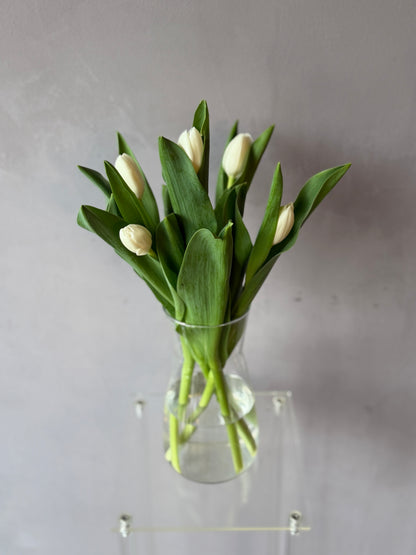 Tulipanes blancos