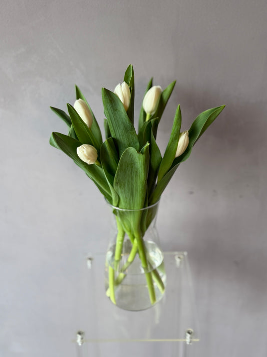 Tulipanes blancos