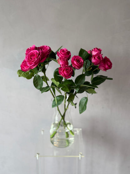 Mini Rosas Fucsia