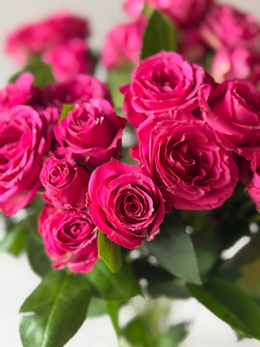 Mini Rosas Fucsia