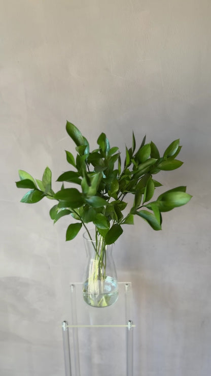 Ruscus